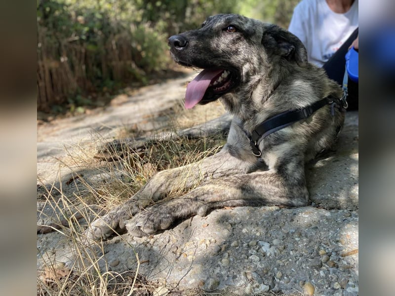 Ella eine liebevolle Seele sucht Familienanschluss