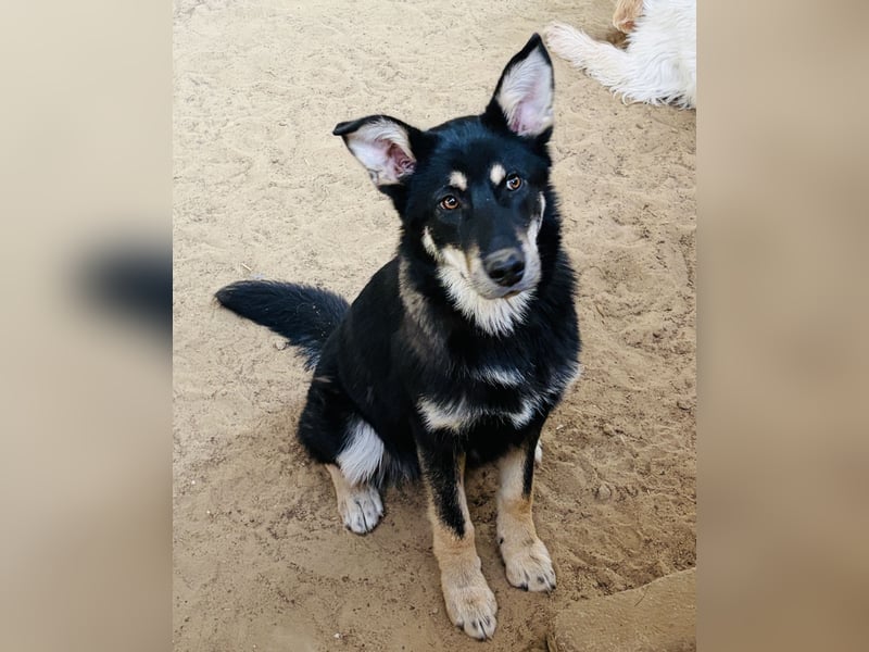 Maylo toller Alltagsbegleiter - Pflegestelle Pulheim