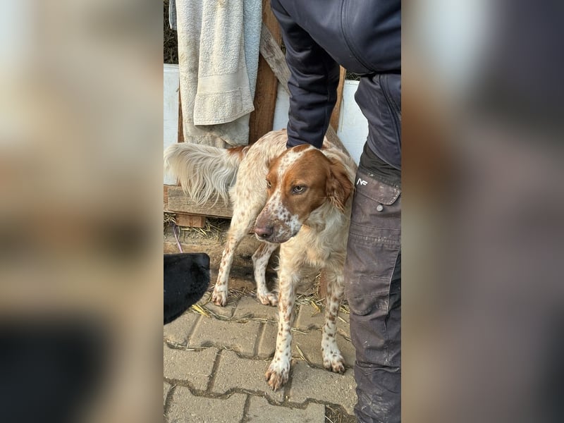 Pet ist ein wissbegieriger Begleiter