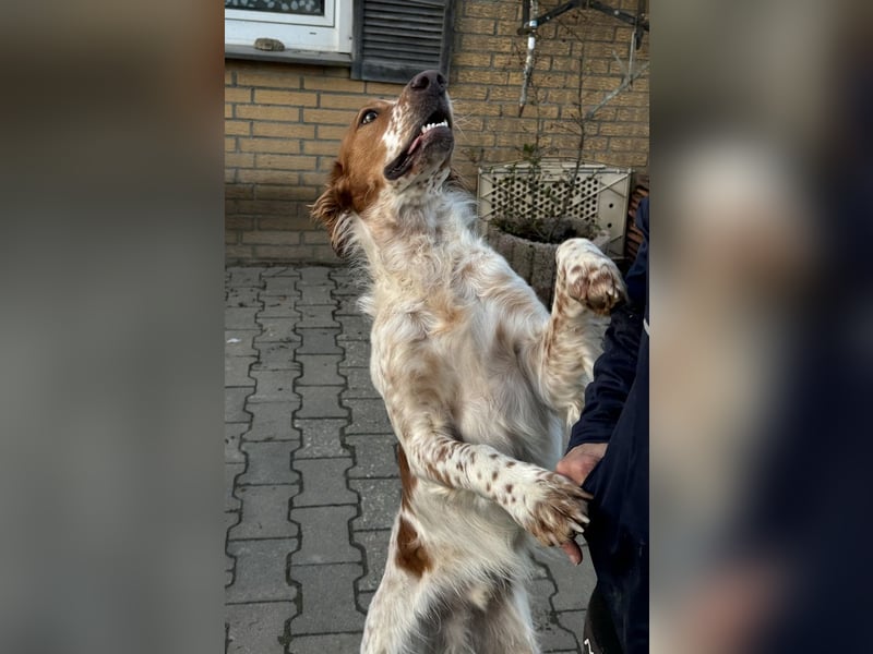 Pet ist ein wissbegieriger Begleiter