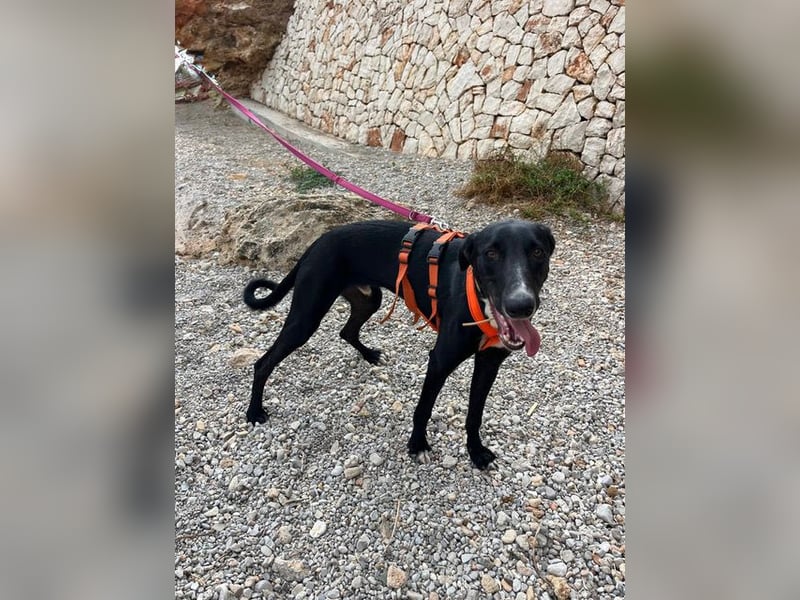 Xavi ist ein fröhlicher Hundebub