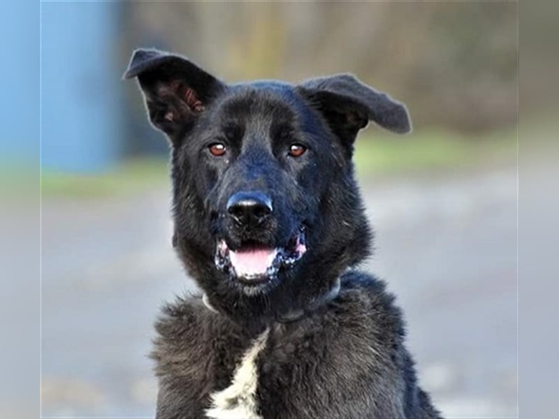 Blacky N28 ist ein wahrer Schatz
