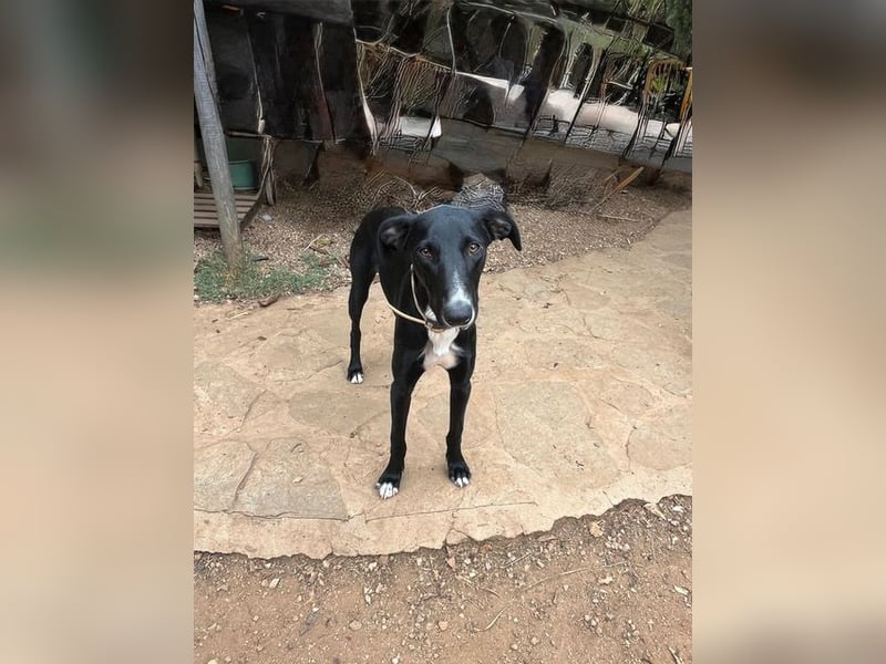 Xavi ist ein fröhlicher Hundebub