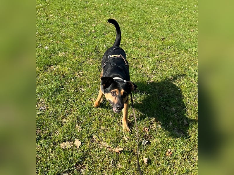 Chili ist ein intelligenter Begleiter