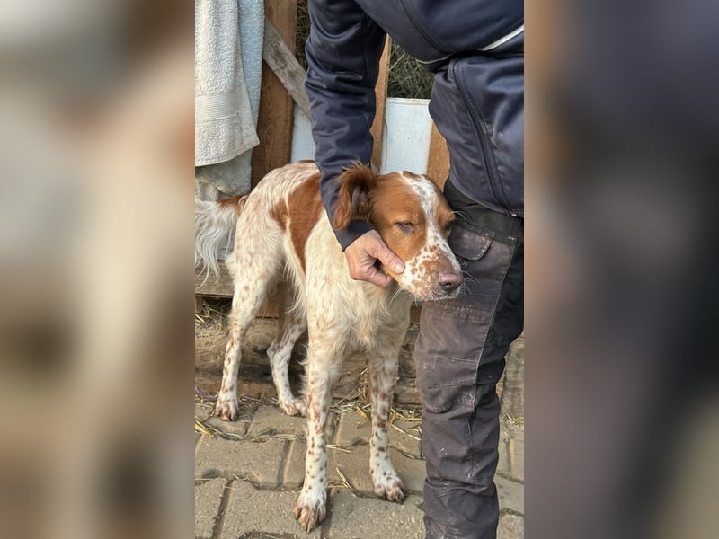 Pet ist ein wissbegieriger Begleiter