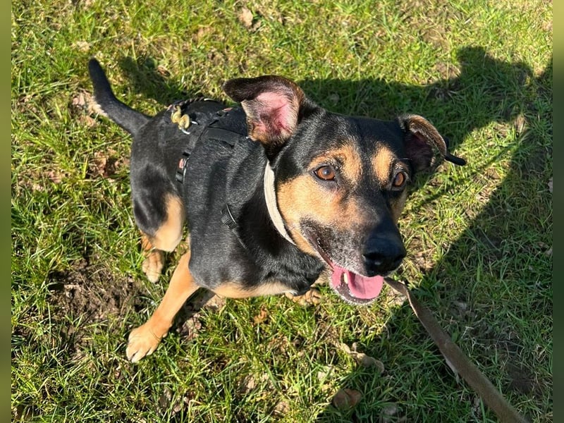 Chili ist ein intelligenter Begleiter