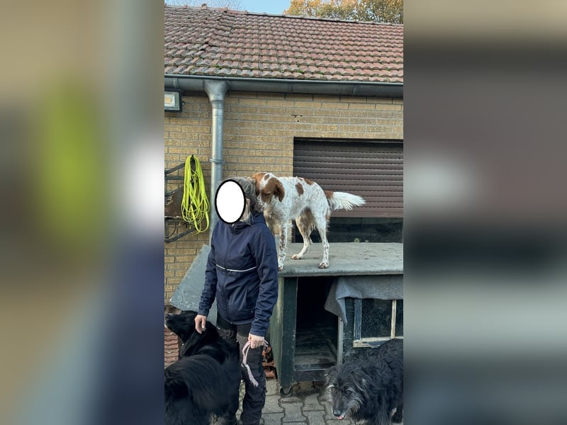 Pet ist ein wissbegieriger Begleiter