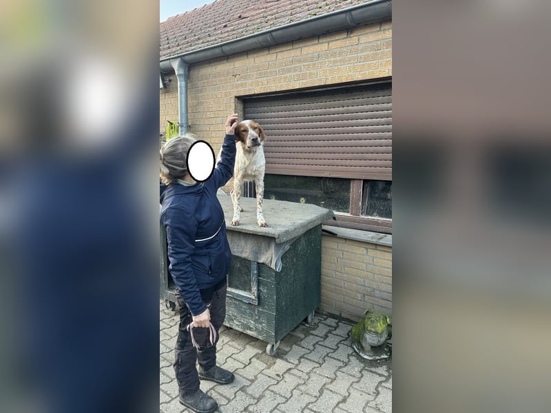 Pet ist ein wissbegieriger Begleiter