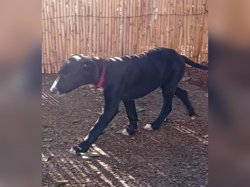 Xavi ist ein fröhlicher Hundebub