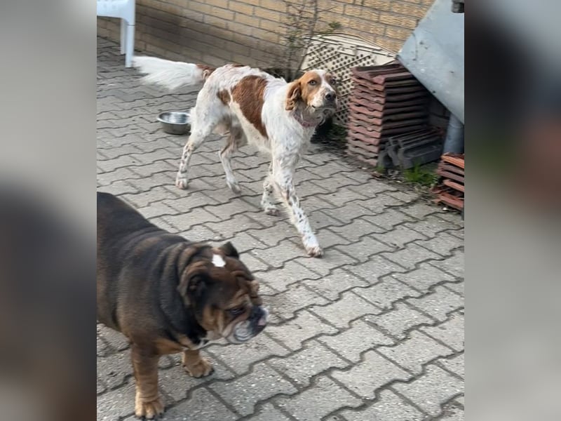 Pet ist ein wissbegieriger Begleiter