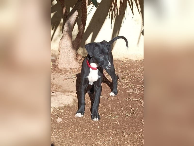 Xavi ist ein fröhlicher Hundebub