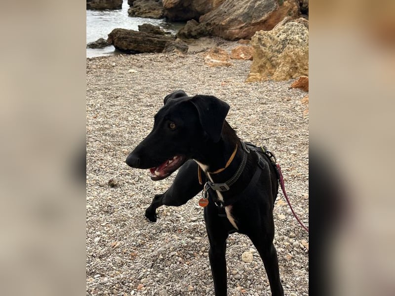 Xavi ist ein fröhlicher Hundebub