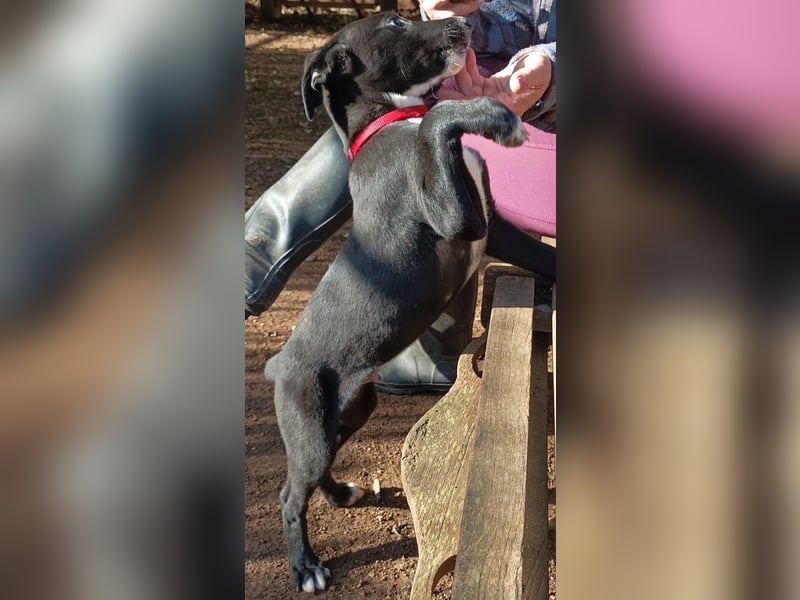 Xavi ist ein fröhlicher Hundebub