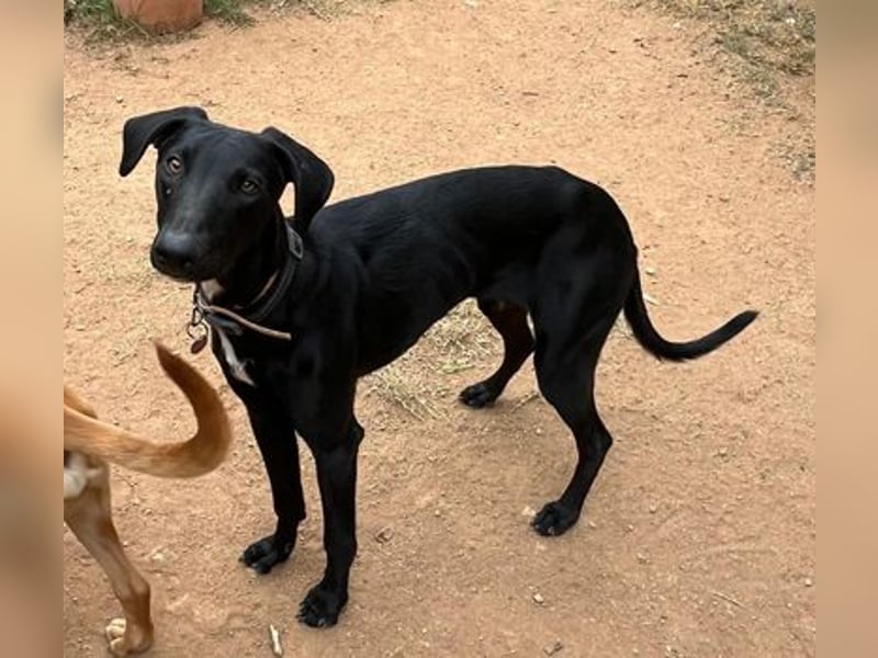 Xavi ist ein fröhlicher Hundebub