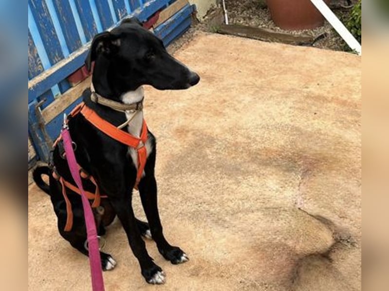 Xavi ist ein fröhlicher Hundebub