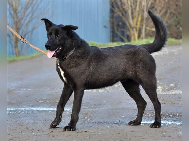 Blacky N28 ist ein wahrer Schatz