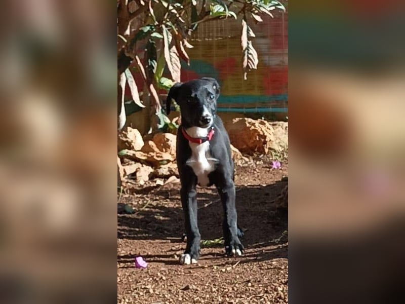 Xavi ist ein fröhlicher Hundebub