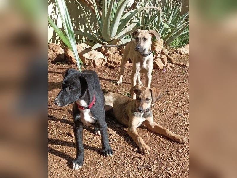 Xavi ist ein fröhlicher Hundebub