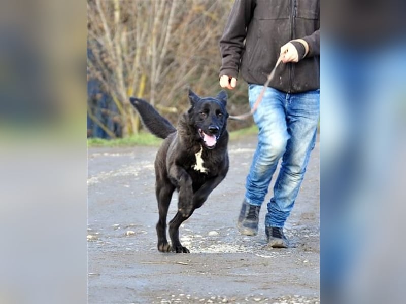 Blacky N28 ist ein wahrer Schatz