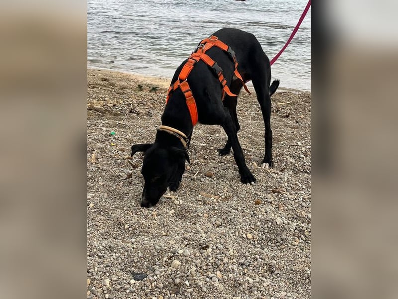 Xavi ist ein fröhlicher Hundebub