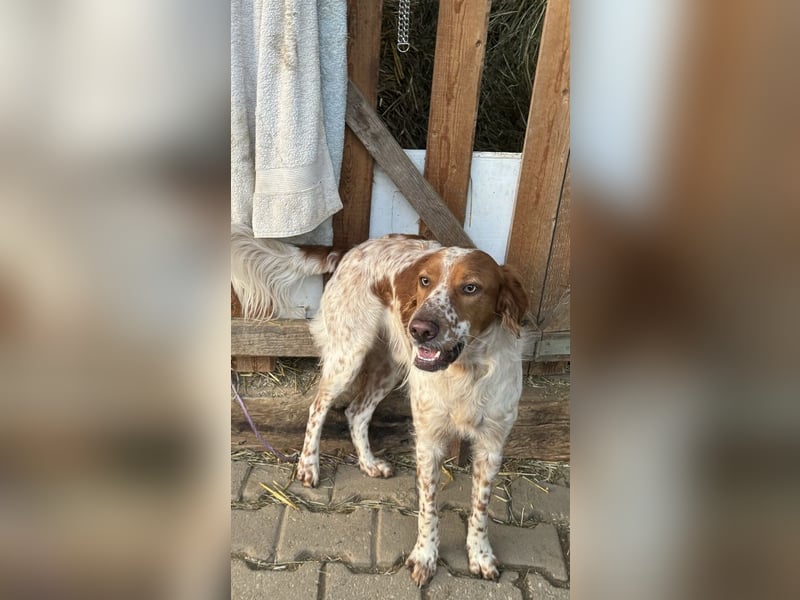 Pet ist ein wissbegieriger Begleiter