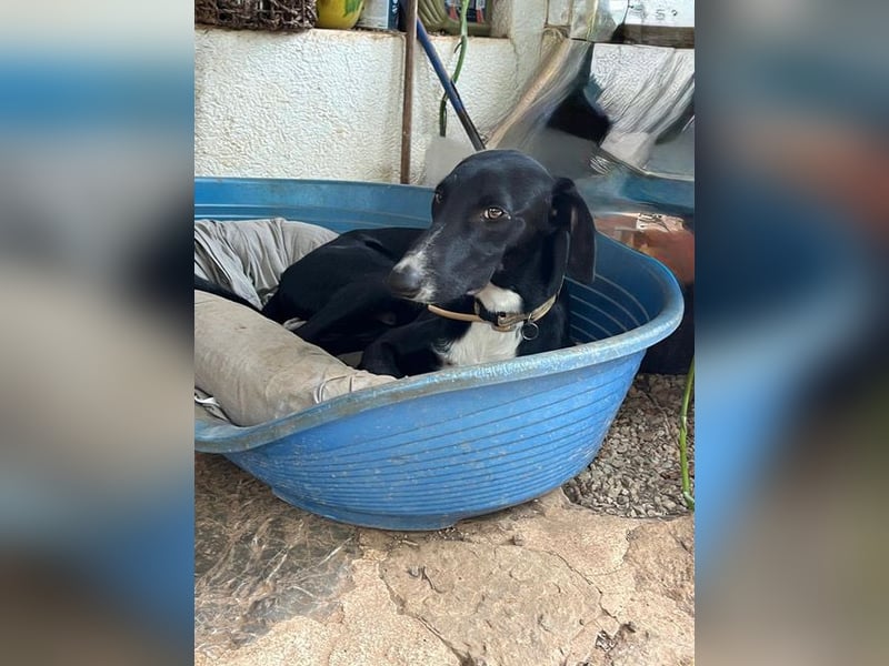 Xavi ist ein fröhlicher Hundebub