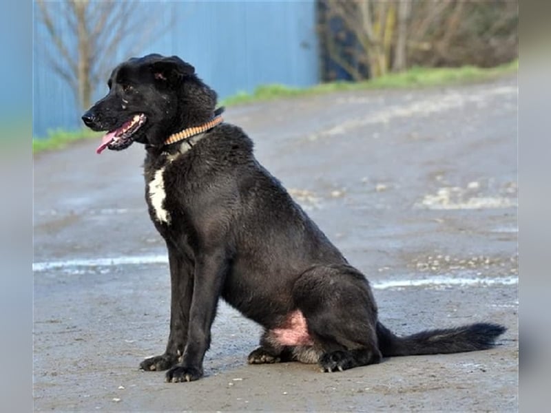 Blacky N28 ist ein wahrer Schatz