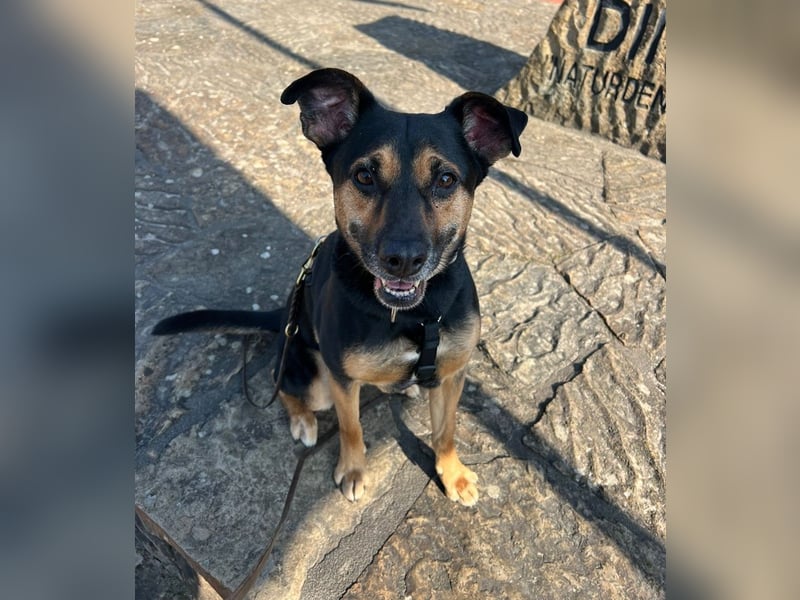 Chili ist ein intelligenter Begleiter