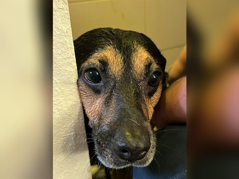 Chili ist ein intelligenter Begleiter