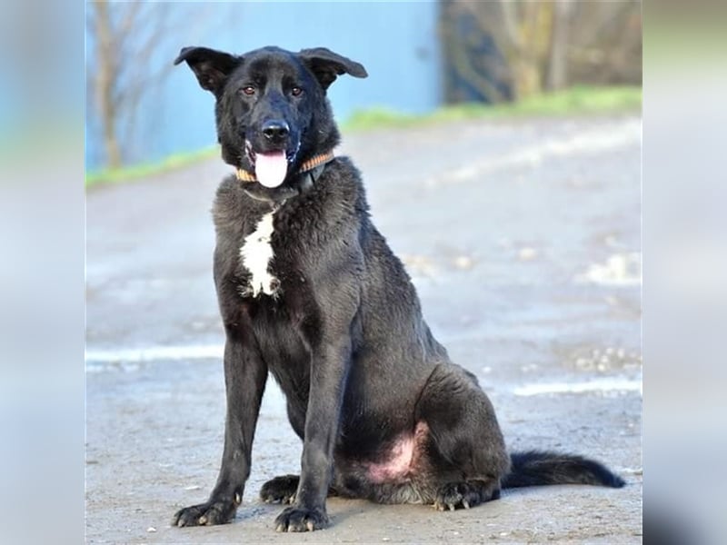 Blacky N28 ist ein wahrer Schatz