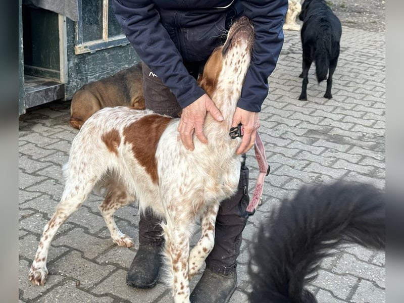 Pet ist ein wissbegieriger Begleiter