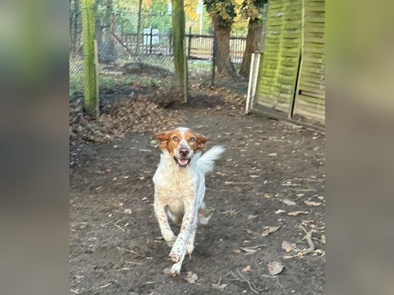 Pet ist ein wissbegieriger Begleiter