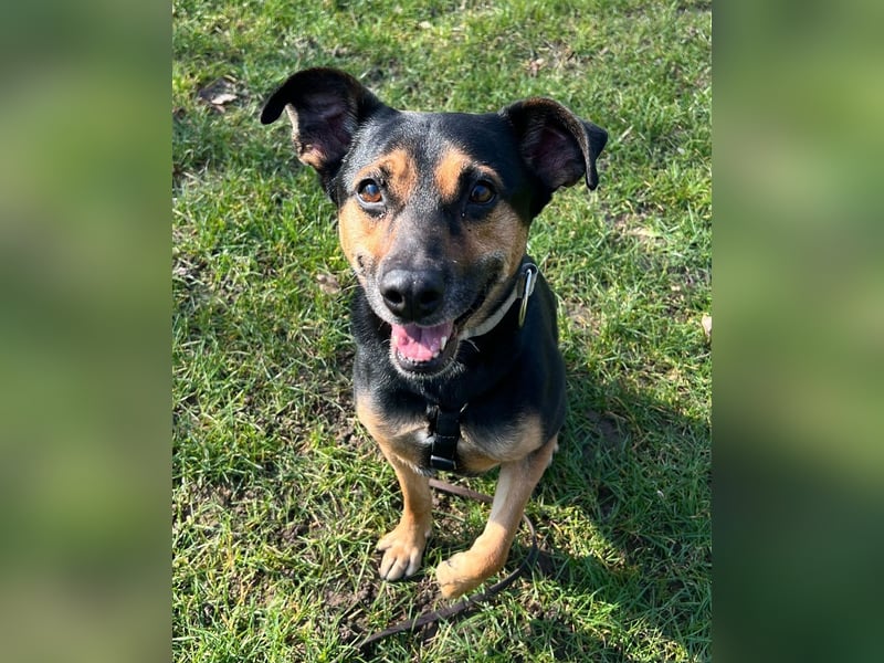 Chili ist ein intelligenter Begleiter