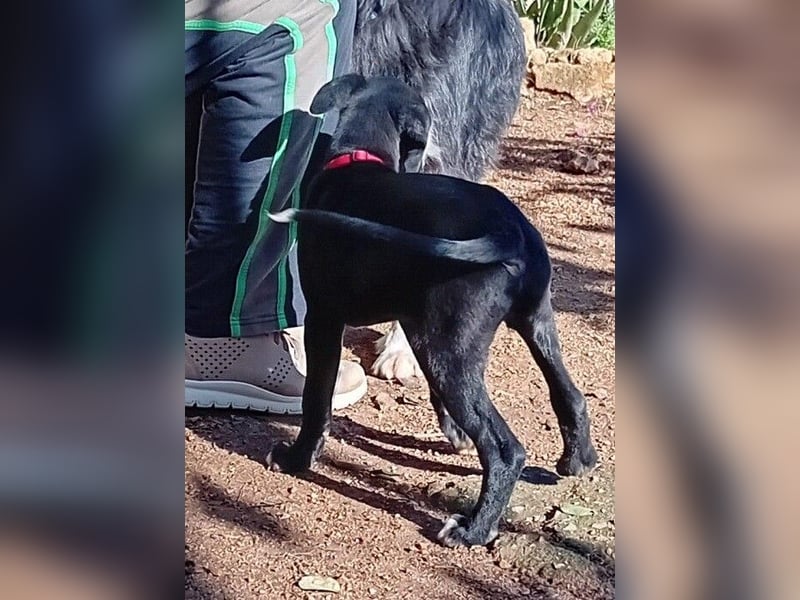 Xavi ist ein fröhlicher Hundebub