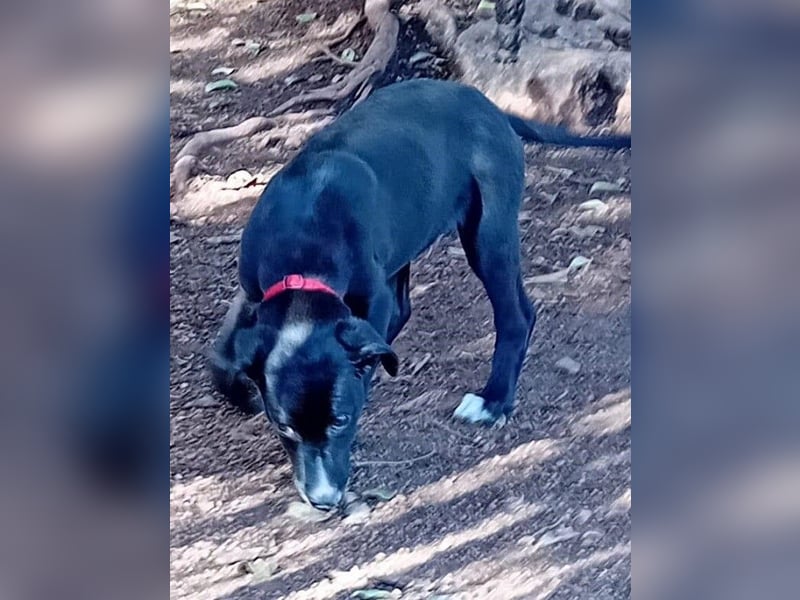 Xavi ist ein fröhlicher Hundebub