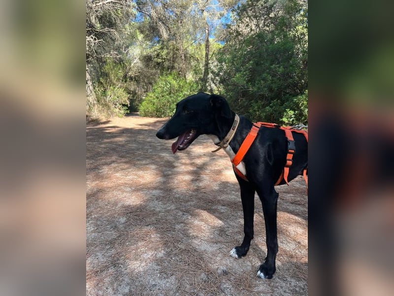 Xavi ist ein fröhlicher Hundebub