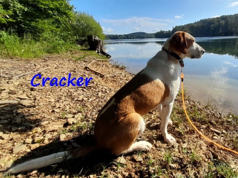 Cracker 10/2021 (in Deutschland) - ausgeglichener und verschmuster Rüde!