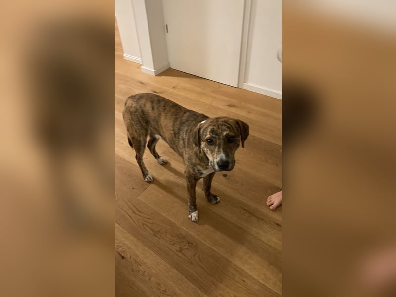 Rocky – ein sensibler Hund mit großem Potenzial sucht erfahrene Hände