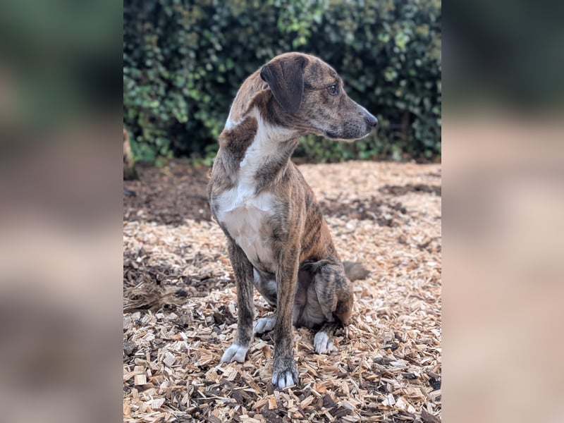 Rocky – ein sensibler Hund mit großem Potenzial sucht erfahrene Hände