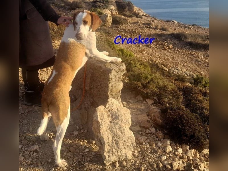 Cracker 10/2021 (in Deutschland) - ein treuer Begleiter!