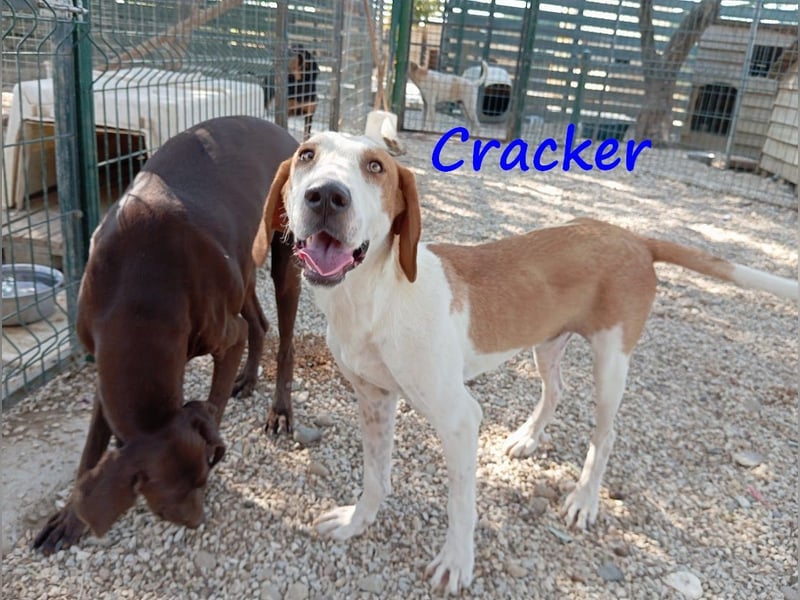 Cracker 10/2021 (in Deutschland) - ein treuer Begleiter!