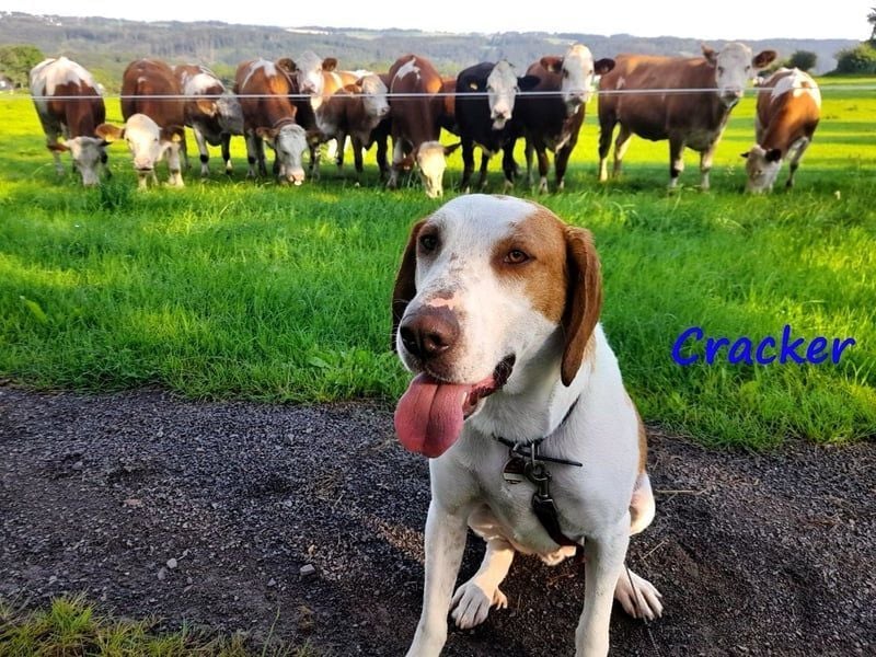 Cracker 10/2021 (in Deutschland) - ein treuer Begleiter!