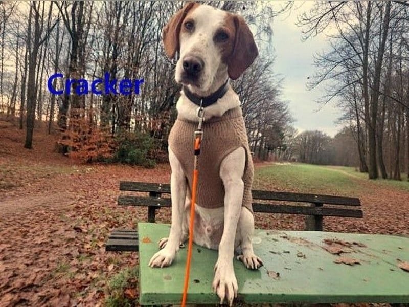 Cracker 10/2021 (in Deutschland) - ein treuer Begleiter!