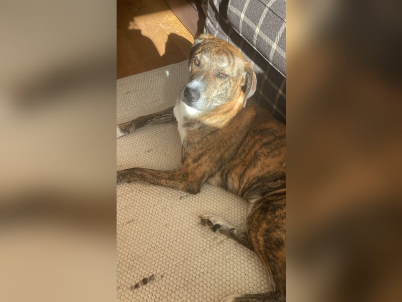 Rocky – ein sensibler Hund mit großem Potenzial sucht erfahrene Hände