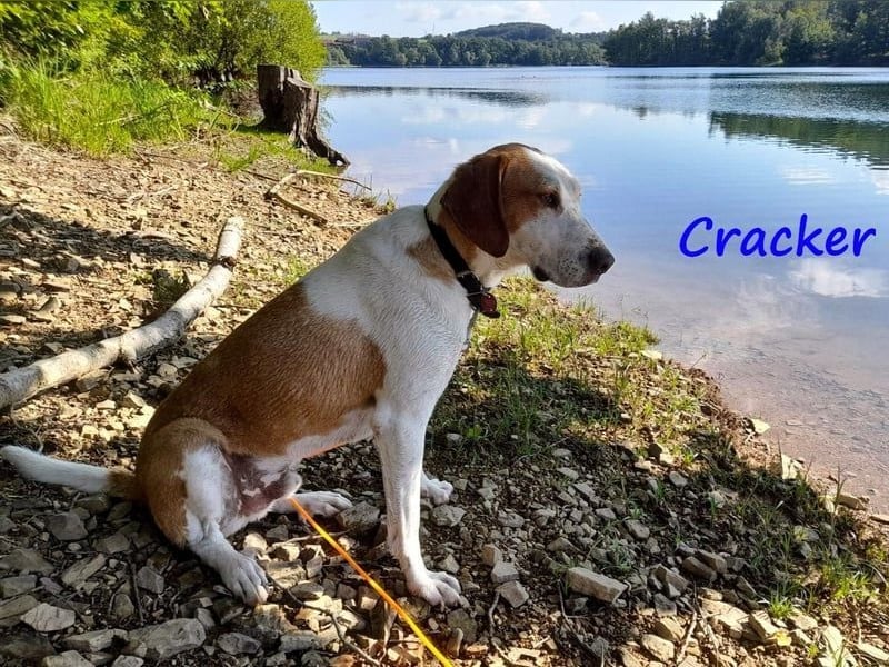 Cracker 10/2021 (in Deutschland) - ein treuer Begleiter!