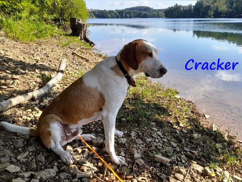 Cracker 10/2021 (in Deutschland) - ausgeglichener und verschmuster Rüde!