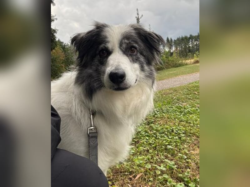 BELLA - liebe, menschenbezogene Hündin sucht ihr Zuhause