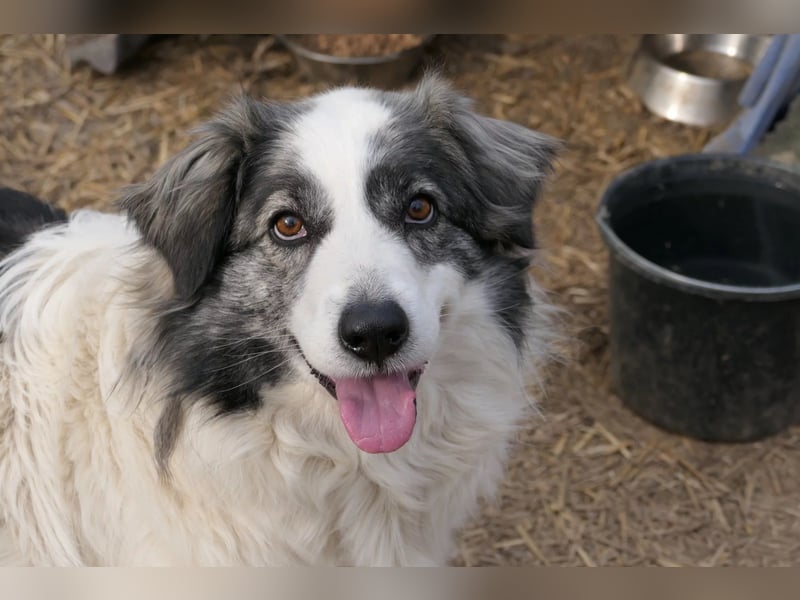 BELLA - liebe, menschenbezogene Hündin sucht ihr Zuhause