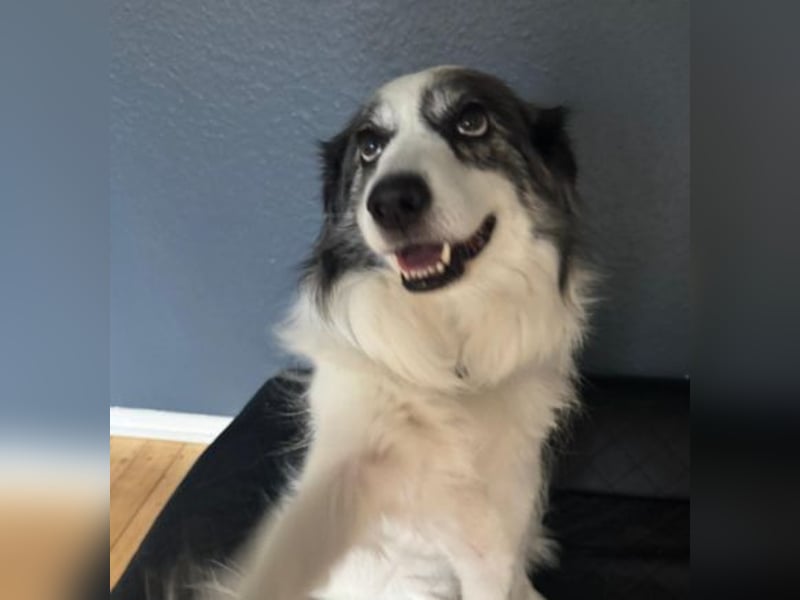 BELLA - liebe, menschenbezogene Hündin sucht ihr Zuhause