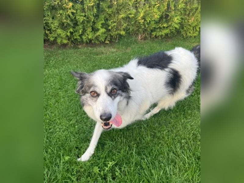 BELLA - liebe, menschenbezogene Hündin sucht ihr Zuhause